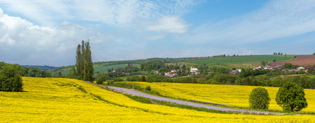 Road through spring rapeseed yellow blooming fields panoramic view, blue sky with clouds in sunlight. Natural seasonal, good weather, climate, eco, farming, countryside beauty concept.の写真素材