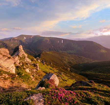 Pink rose rhododendron flowers on early morning summer mountain slope, Carpathian, Chornohora, Ukraine.の写真素材