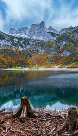 Tree stumps after deforestation near Hinterer Gosausee lake, Upper Austria. Autumn alpine view of mountain lake with clear transparent water and reflections. Dachstein summit and glacier in far.の写真素材