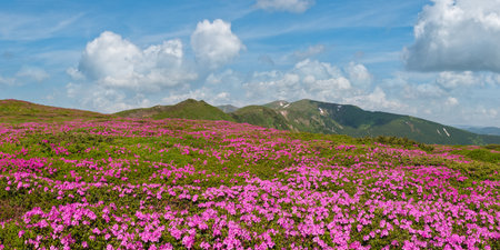 Blossoming slopes (rhododendron flowers) of Carpathian mountains, Chornohora, Ukraine. Summer.の写真素材