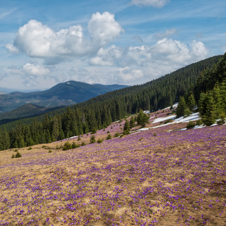 Blooming purple violet Crocus heuffelianus (Crocus vernus) alpine flowers on spring Carpathian mountain plateau, Ukraine.の写真素材