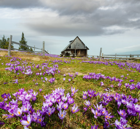 Colorful blossoming purple Crocus heuffelianus (Crocus vernus) alpine flowers on spring Carpathian mountain plateau. Some wide lens distortion. Beautiful conceptual spring or early summer landscape.の写真素材