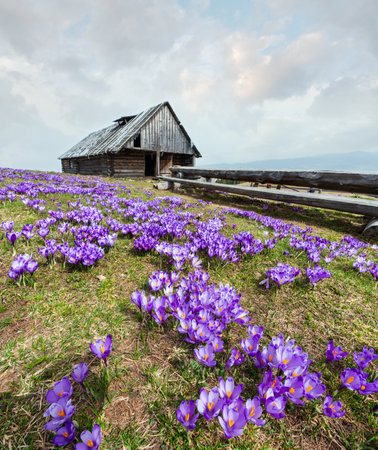 Colorful blooming purple violet Crocus heuffelianus (Crocus vernus) alpine flowers on spring Carpathian mountain plateau valley, Ukraine, Europe. Beautiful conceptual spring or early summer landscape.の写真素材