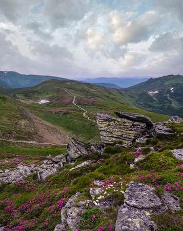 Pink rose rhododendron flowers on summer evening mountain ridge, Carpathian, Chornohora, Ukraine.の写真素材