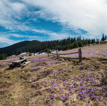 Blooming purple violet Crocus heuffelianus (Crocus vernus) alpine flowers on spring Carpathian mountain plateau, Ukraine.の写真素材