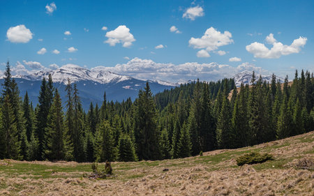 Carpathian mountain plateau spring panorama with fir forest on slope, Ukraine.の写真素材