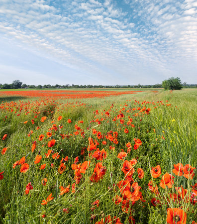 Beautiful ukrainian countryside spring landscape with wheat field and red poppy flowers, Ukraine, sunny day, blue sky with clouds.の写真素材