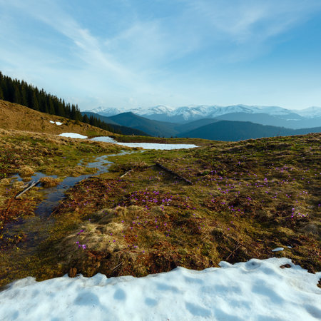 Colorful blooming purple violet Crocus heuffelianus (Crocus vernus) alpine flowers on spring...