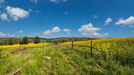 Spring rapeseed yellow blooming fields panoramic view, blue sky with clouds in sunlight. Natural seasonal, good weather, climate, eco, farming, countryside beauty concept.の写真素材
