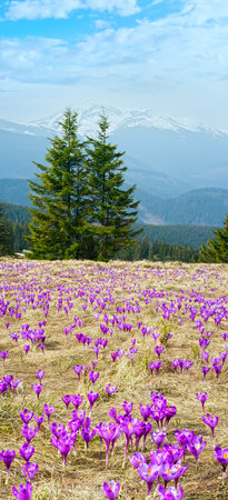 Colorful blooming purple violet Crocus heuffelianus (Crocus vernus) alpine flowers on spring Carpathian mountain plateau valley, Ukraine, Europe. 12-layers high-resolution image.の写真素材