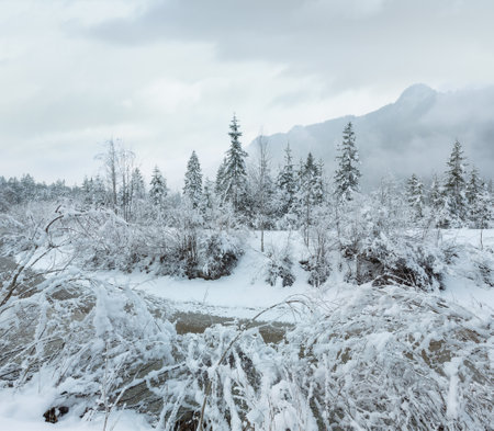 Winter misty view with small mountain stream and snowy trees.の写真素材