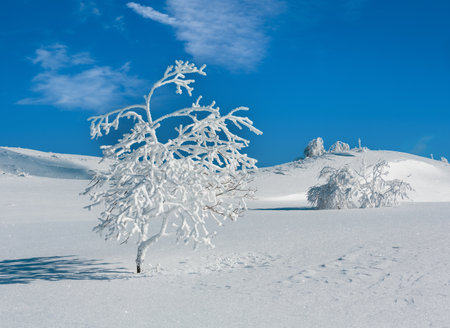 Winter calm mountain landscape with beautiful frosting trees and snowdrifts on slope (Carpathian Mountains, Ukraine)の写真素材