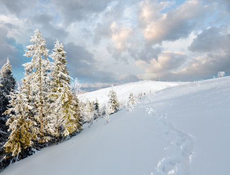 Winter calm mountain landscape with beautiful frosting trees and footpath track through snowdrifts on mountain slope (Carpathian Mountains, Ukraine). Skiers are unrecognizable.の写真素材