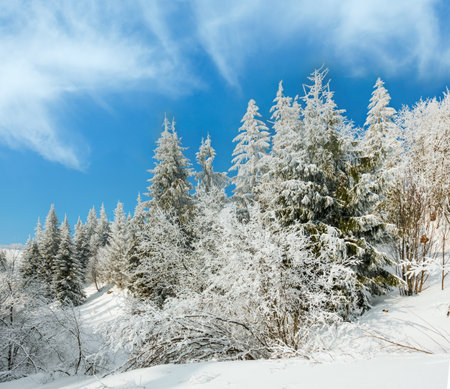 Winter calm mountain landscape with beautiful frosting trees and snowdrifts on slope (Carpathian Mountains, Ukraine)の写真素材
