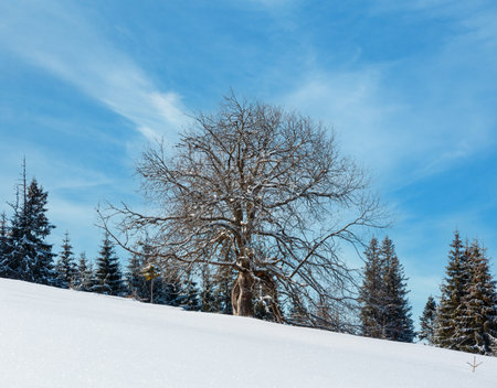 Lone big tree on picturesque winter snowy mountain plateau hill slope on blue cloudy sky background.の写真素材