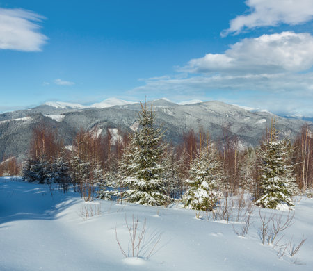 Picturesque winter morning mountains view from young fir and birch forest. Skupova mountain alpine slope, Verkhovyna district, Ukraine, view to Chornohora ridge and Pip Ivan mountain top. Carpathian.の写真素材