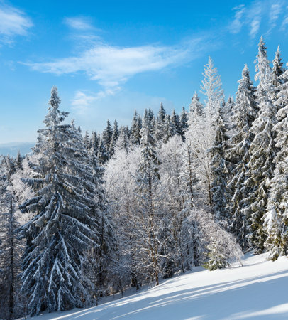 Winter calm mountain landscape with beautiful frosting trees and snowdrifts on slope (Carpathian Mountains, Ukraine)の写真素材