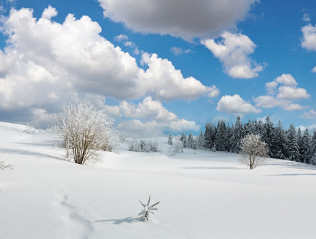 Winter calm mountain landscape with beautiful frosting trees and snowdrifts on slope (Carpathian Mountains, Ukraine)の写真素材