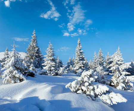 Morning winter mountain landscape with fir trees on slope.の写真素材