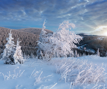 Predawn morning winter mountain landscape with snow covered treesの写真素材