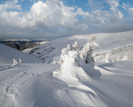 Snow covered fir trees on snowy mountain plateau, tops with snow cornices in far. Magnificent sunny day on picturesque beautiful alps ridge.の写真素材