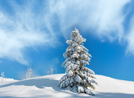 Beautiful winter snow cowered and rime frosting big fir tree on mountain slope with snowdrifts on blue sky background (Carpathian mountain, Ukraine)の写真素材