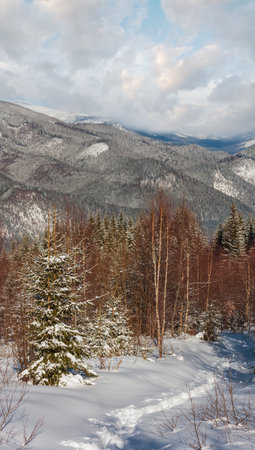 Picturesque winter morning mountain view from alpine path with footprint in young fir birch forest. Skupova mountain slope, Ukraine, view to Chornohora ridge and Pip Ivan mountain top, Carpathian.の写真素材