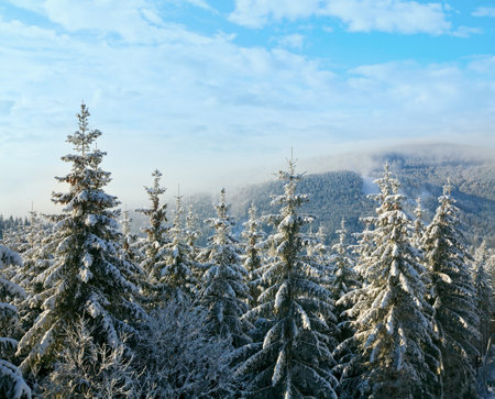 Winter hazy calm mountain landscape.の写真素材