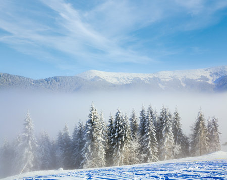 winter misty mountain landscape with rime and snow covered spruce treesの写真素材