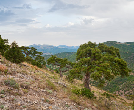 big pine tree on summer mountain hill ("Novyj Svit" reserve, Crimea, Ukraine).の写真素材