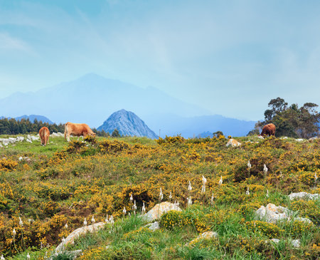 Cow herd on summer blossoming hill with stones and yellow bushes.の写真素材