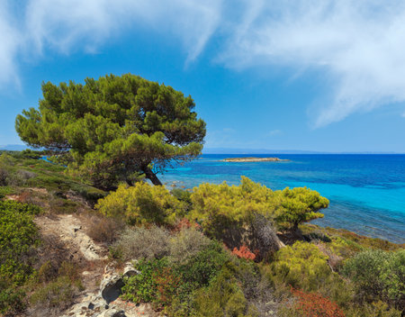 Summer Aegean sea coast landscape with pine trees (Chalkidiki, Greece).の写真素材