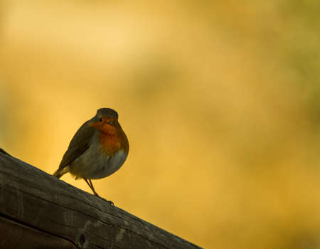 The European Robin (Erithacus rubecula), better known simply as the Robin, is a small insectivorous passerine birdの写真素材