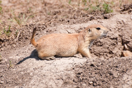 Prairie dog in a Prairie dog town in South Dakotaの写真素材