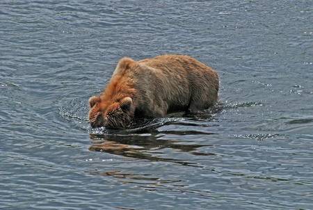 Grizzly Bear on Kodiak island looking for fish in the Fraser Riverの写真素材