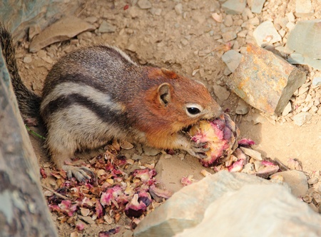 Golden-Mantled Ground Squirrel eating a pine coneの写真素材