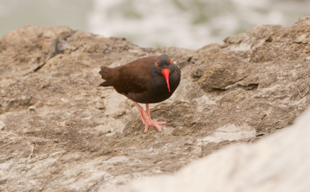 Black Oystercatcher on rocks in Patricks Point State Park