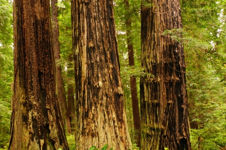 Fire damage on Coastal redwoods in Californiaの写真素材