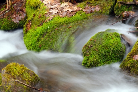 Spring vegetation and Wolf Creek in the Smoky Mountainsの写真素材