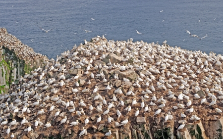 Northern Gannets on Cape St Mary in Newfoundlandの写真素材