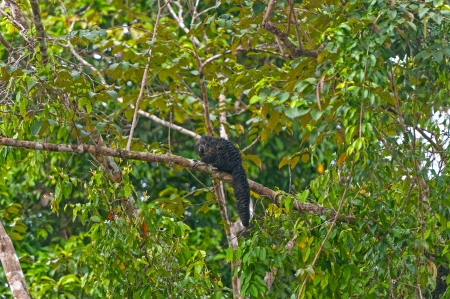 Saki Monkey in the Peruvian Amazonの写真素材