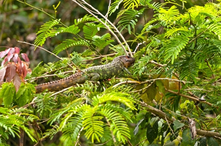 Caiman Lizard in the Peruvian Amazonの写真素材