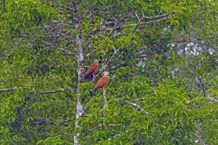 Pair of Black Collared Hawks in the Peruvian Amazonの写真素材