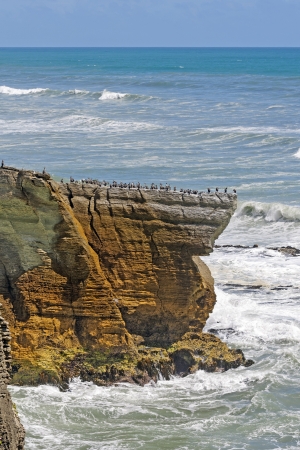 Spotted Shags on a Promontory in New Zealandの写真素材