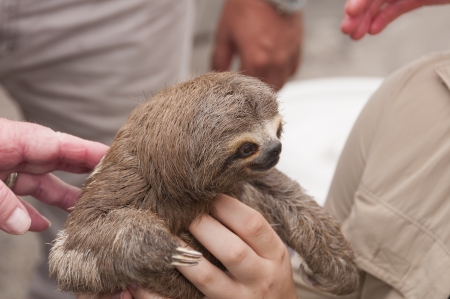 Three-toed sloth in the main market in Iquitos, Peruの写真素材