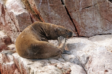 South American Sea Lion on the Balllestas Islands in Peruの写真素材
