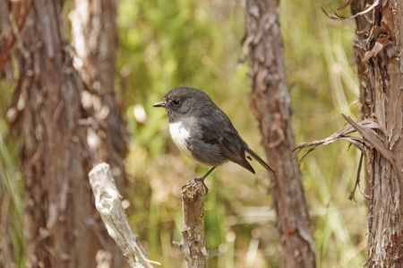 New Zealand Robin on Stewart Island in New Zealandの写真素材
