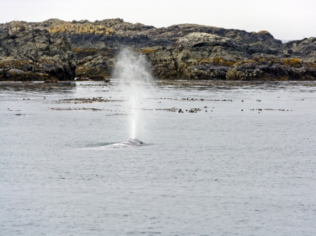 Gray Whale Spouting of the Coast of Vancouver Island Near Tofinoの写真素材