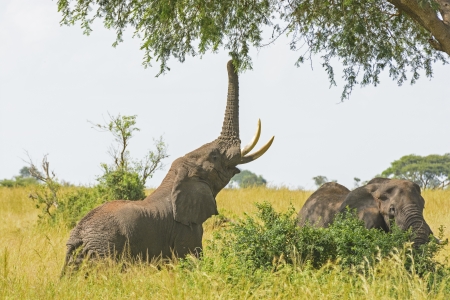 Elephant getting food from a tree in Murchison Falls National park in Ugandaの写真素材