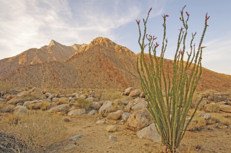 Ocotillo in the desert twilight in Anza-Borrego State Park in the Californiaの写真素材